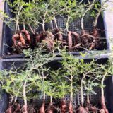 operculicarya pachypus seedlings