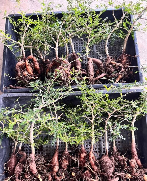 operculicarya pachypus seedlings
