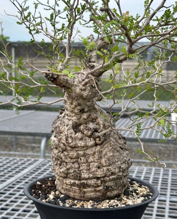 operculicarya pachypus