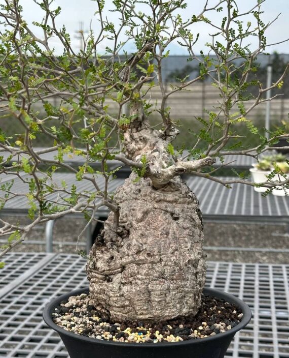 operculicarya pachypus plant