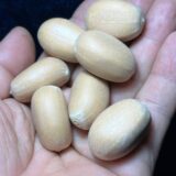 Encephalartos peniceps seeds