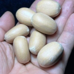 Encephalartos peniceps seeds