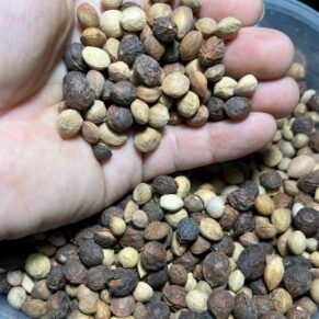 Encephalartos lehmanni seeds