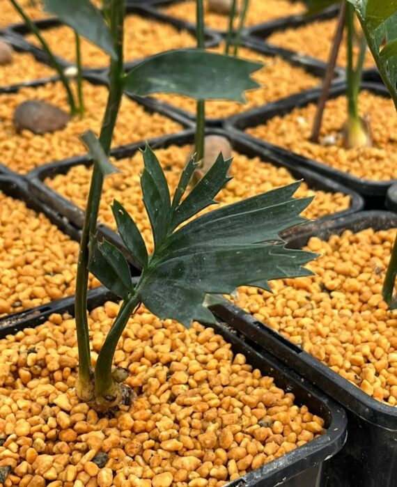 Cycas calcicola seeds