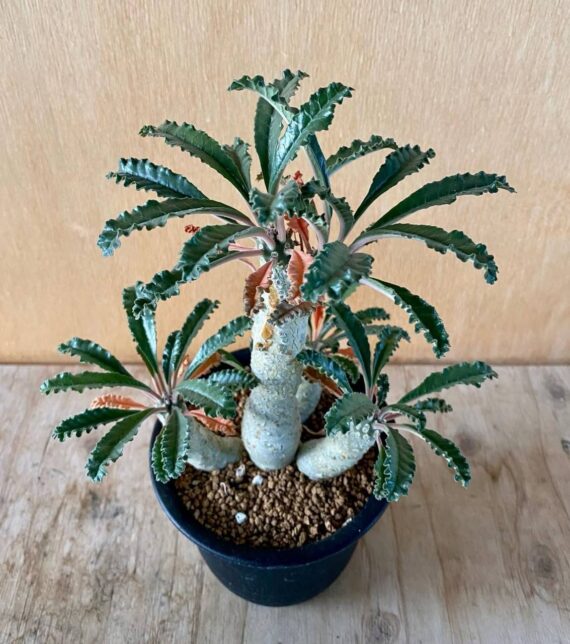 Dorstenia levrani