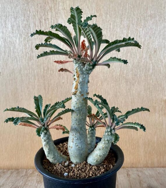 Dorstenia levrani
