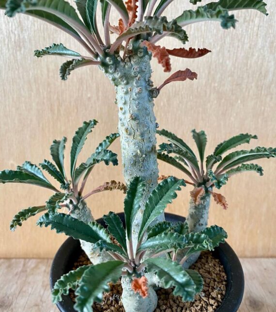 Dorstenia levrani