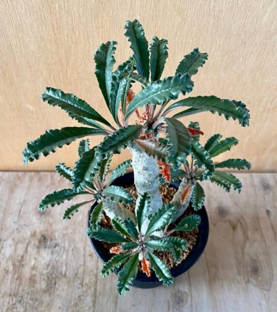Dorstenia levrani