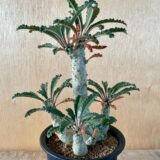 Dorstenia levrani