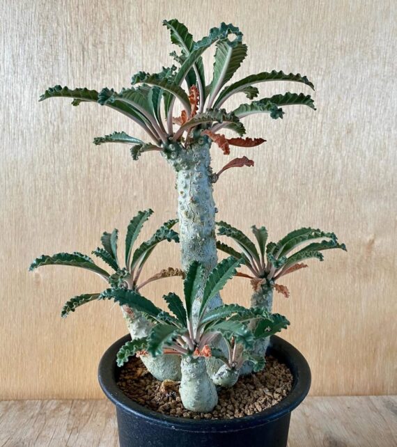 Dorstenia levrani