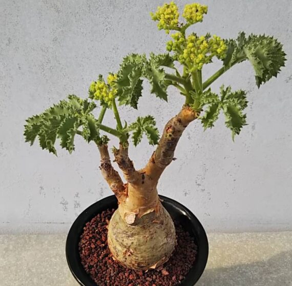 Cyphostemma uter Var macropus