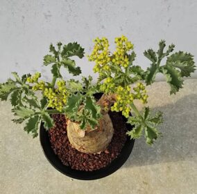 Cyphostemma uter Var macropus