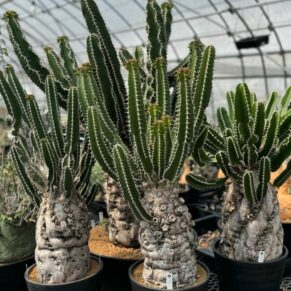 euphorbia mlangeana