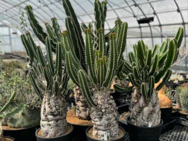 where to buy caudex plants