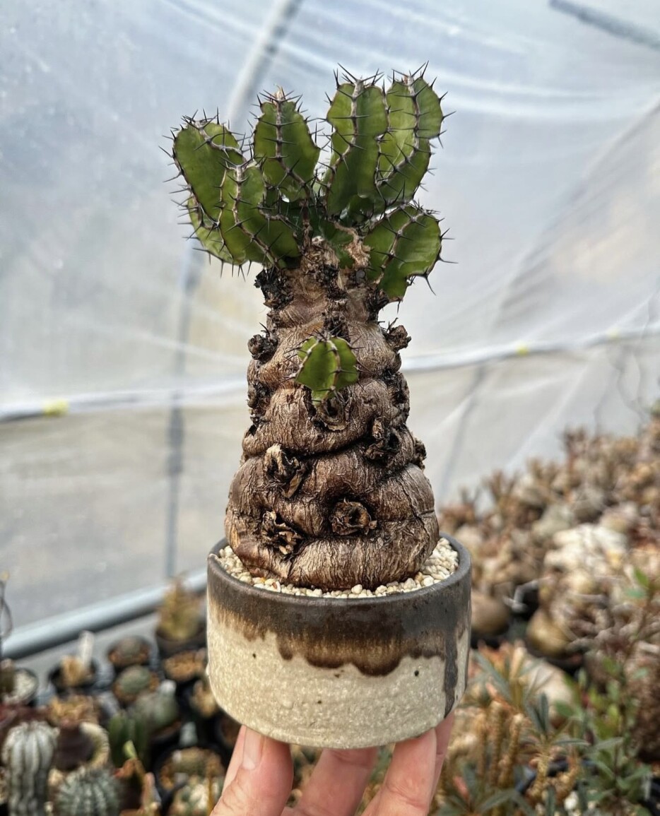 euphorbia mlangea