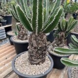 euphorbia mlangeana