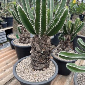euphorbia mlangeana