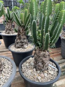 euphorbia mlangeana