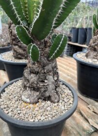 euphorbia mlangeana