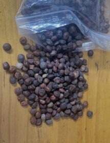 Operculicarya hyphaenoides seeds