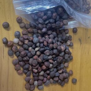 Operculicarya hyphaenoides seeds