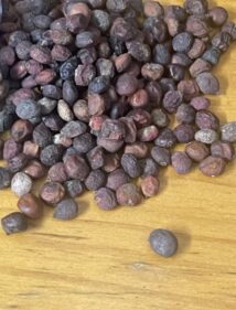 Operculicarya hyphaenoides seeds
