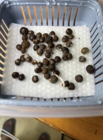Operculicarya hyphaenoides seeds