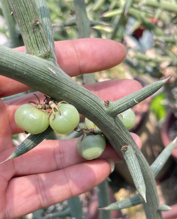 adenia globosa seeds