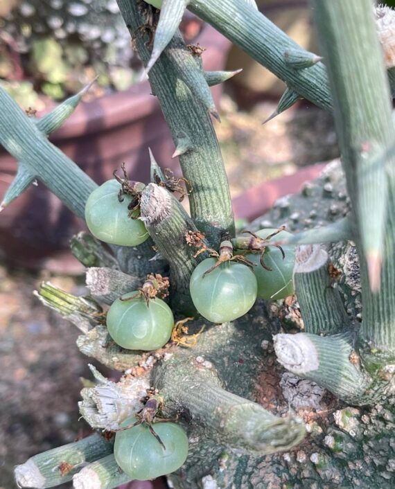 adenia globosa seeds