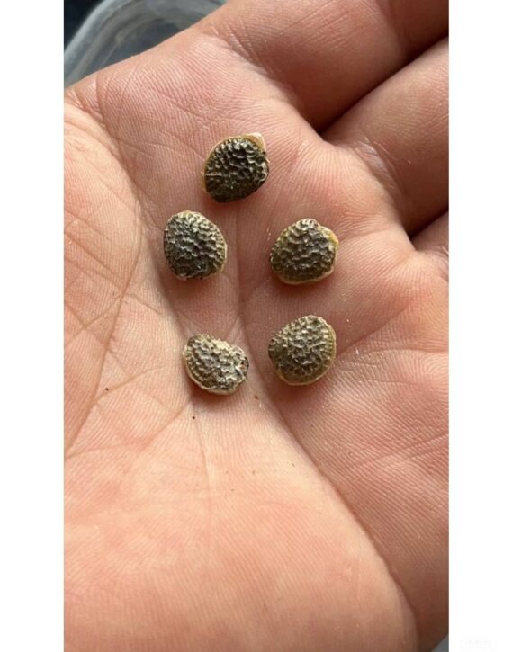 adenia globosa seeds