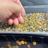 adenia globosa seeds