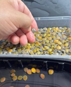 adenia globosa seeds