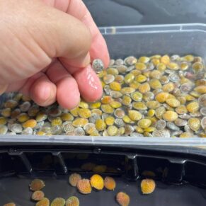 adenia globosa seeds