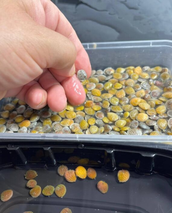 adenia globosa seeds