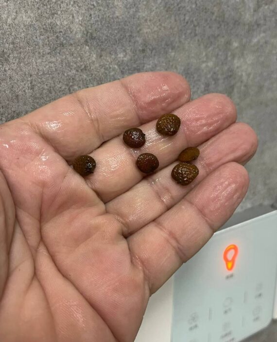 adenia globosa seeds