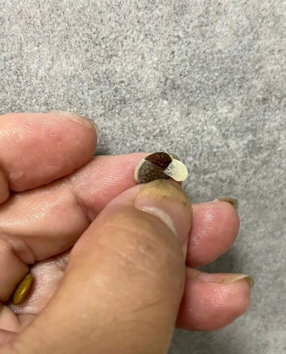 adenia globosa seeds