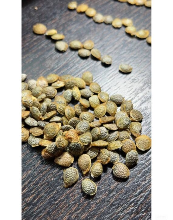 adenia globosa seeds