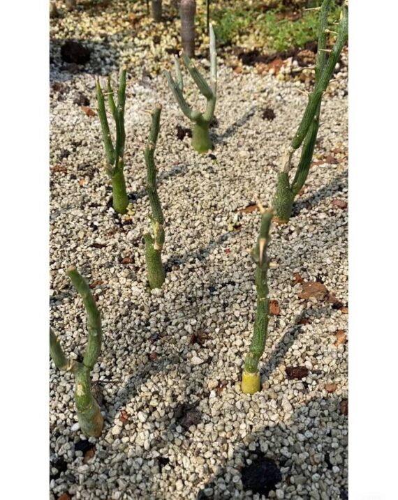 adenia globosa seeds