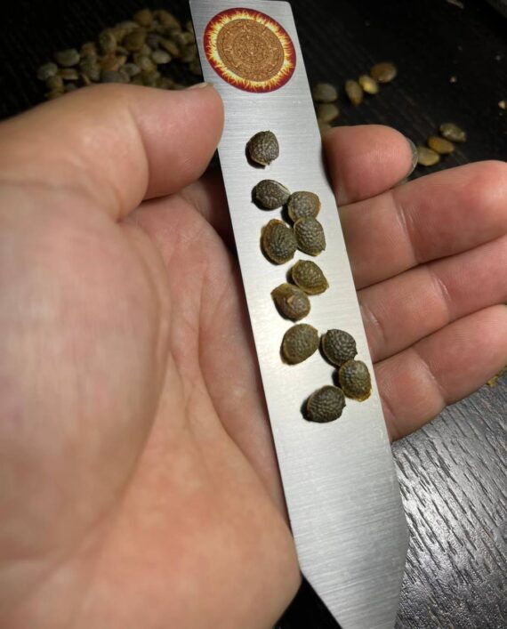adenia globosa seeds