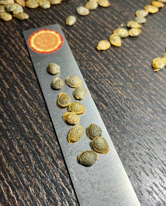 adenia globosa seeds