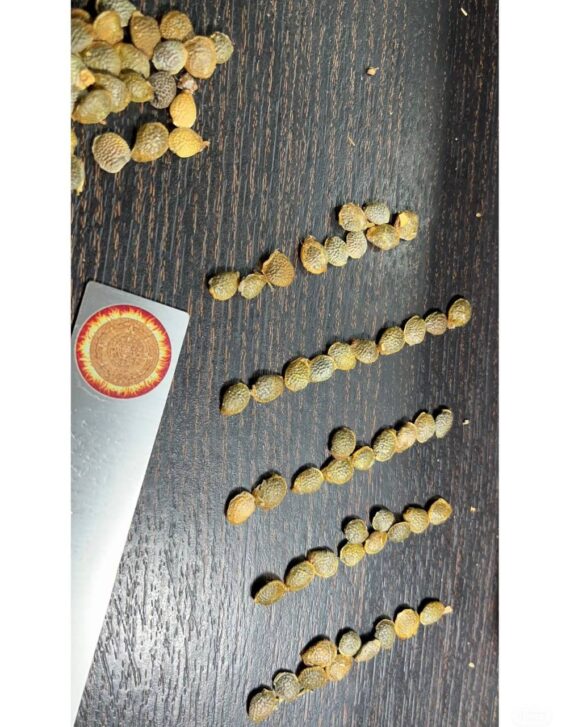 adenia globosa seeds