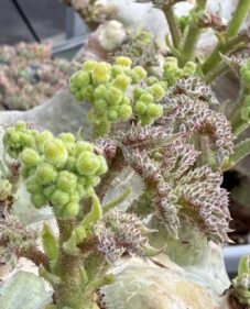 cyphostemma uter var macropus seeds