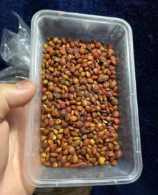 cyphostemma uter var macropus seeds