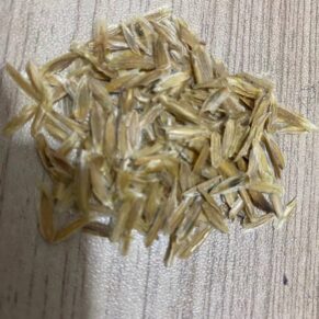 Fouquieria columnaris seeds