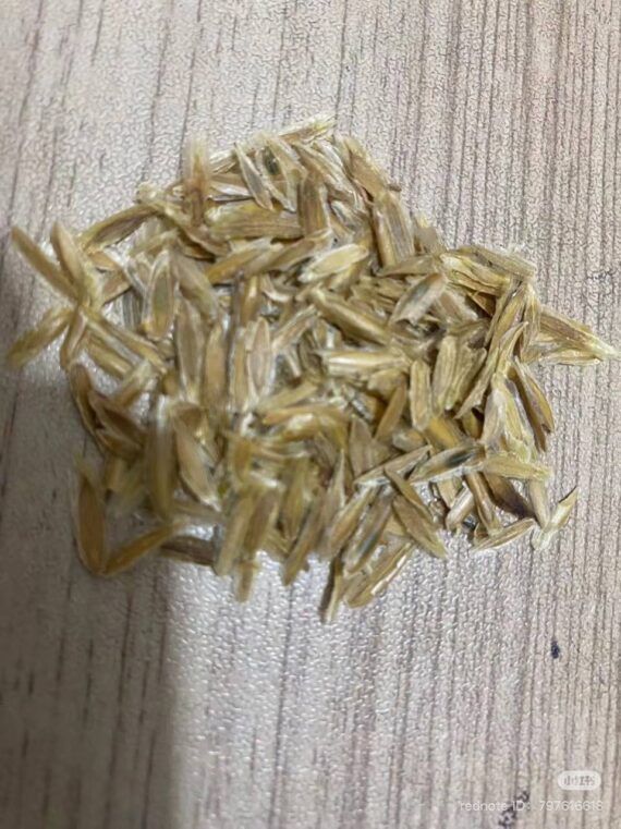 Fouquieria columnaris seeds