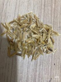 Fouquieria columnaris seeds