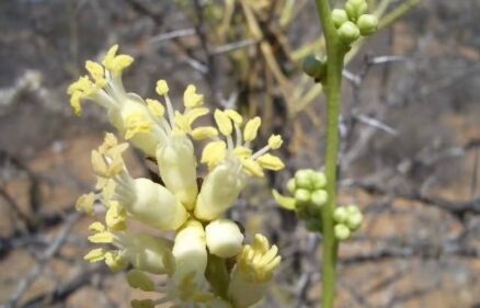 fouquieria columnaris seeds