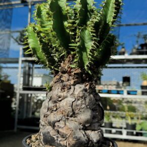 euphorbia mlangeana