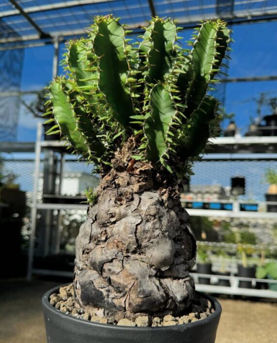 euphorbia mlangeana