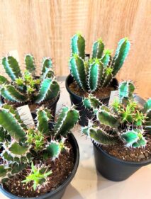 euphorbia mlangeana